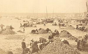 Cancale Oyster Harvest Women Beach Old Photo 1880