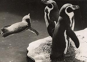 Manchots de Humboldt Wild Life Zoo Old Photo 1954