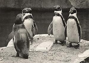 Manchots de Humboldt Wild Life Zoo Old Photo 1954