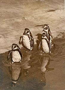 Penguins Humboldt Wild Life Zoo Paris Old Photo 1952