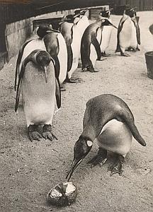 Penguins French Easter Egg Wild Life Zoo Old Photo 1950
