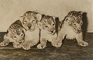Baby Lions Birth Wild Life Zoo Monaco Old Photo 1956