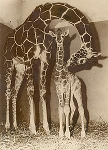 Giraffe Birth Wild Life Zoo Hagenbeck Old Photo 1958