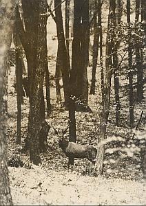 Central Europe Deer Wild Life Old Photo 1959