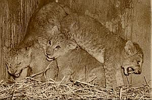 Young Lions Playing Wild Life Zoo Old Photo 1956