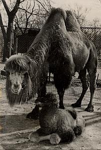 Young Camel Birth Wild Life Zoo Philadelphia Photo 1955