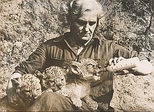 Lotte Walter Mother Lions Wild Life Zoo Old Photo 1954