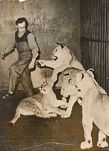 Young Lions & Keeper Wild Life Zoo Old Photo 1950