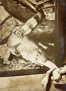 Iguana Likes Banana Wild Life Zoo Berlin Old Photo 1956