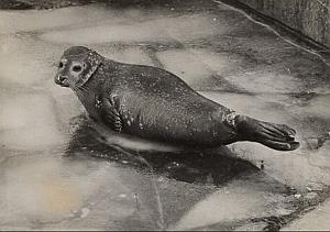 Young Seal Winter Wild Life Zoo Paris Old Photo 1950