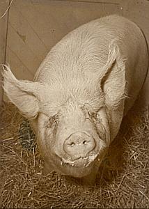 Champion Race Pig Large White Paris Old Photo 1955