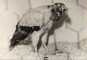 Mexican Vulture Pape Birds fair Paris Old Photo 1959