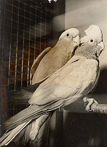 Cacatoes Rosalbins Bird Boulogne Billancourt Photo 1958