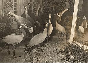 First International Birds Fair Crane Paris Photo 1955