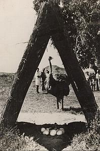 Ostrich Oudtshoor South Africa Wild Life Old Photo 1954