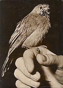 Bird on finger Wild Life Zoo France Old Photo 1950