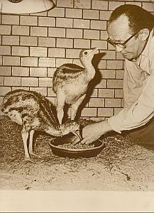 Young Casoar Birds Wild Life Zoo Berlin Old Photo 1959