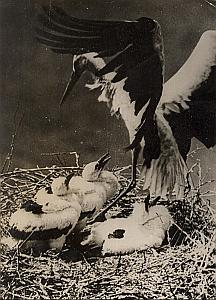 Storks Alsacian Come Back Wild Life Old Photo 1954