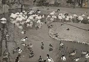 Flamingos & Ducks Winter Life Zoo Paris Old Photo 1959