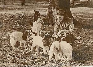 Baby Goats & Shepherd Bergere France Old Photo 1954