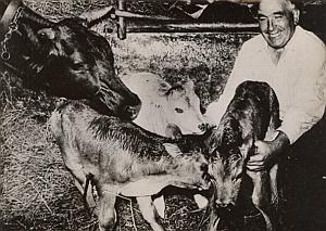 Triplet Netherland Cow in Spain Biscaye Old Photo 1953
