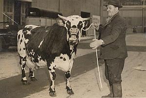 Queen of Cows & Owner Louis Fiquet Old Photo 1950