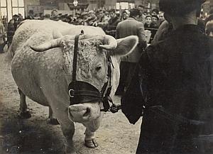 Cow Basset Type Paris Fair Exhibition Old Photo 1953