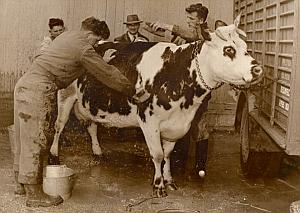 Beautiful Cow Seraphine Paris Fair Old Photo 1954