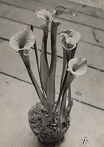 Carnivora Sarracenia Flower Study Old Photo1956