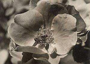 Bee & Rose Flower Study Bagatelle Paris Old Photo 1957