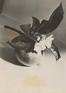 Flower & Fruit Apple Still Life Study Old Photo 1953