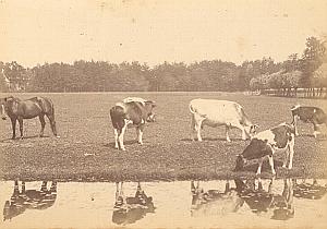 Country Study Cows Horse Netherlands old Photo 1890