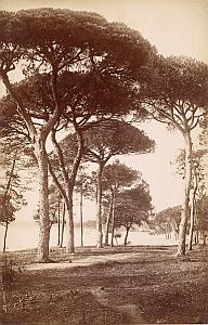 French Riviera Cannes Panorama Garden Pine Trees Old Jean Gilletta Photo 1880'