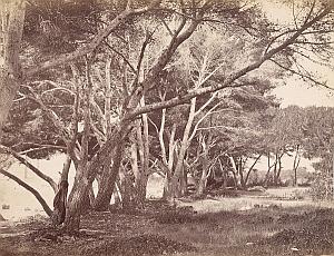 French Riviera Cannes Ile Saint Honorat Trees Old Jean Gilletta Photo 1880