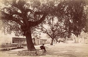 French Riviera Nice Cemetery Gardens Old Jean Gilletta Photo 1880'