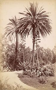 French Riviera Monte Carlo Garden Palm trees old Jean Gilletta Photo 1880