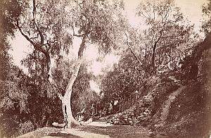 French Riviera Monte Carlo Gardens Trees old Jean Gilletta Photo 1880'