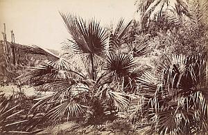 Italy Bordighera Garden Palm trees plants old Jean Gilletta Photo 1880'