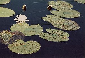 Water Lily Flower Study Color Deplechin Photo 1970