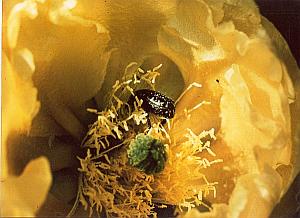 Yellow Flower Bug Study Color Deplechin Photo 1970