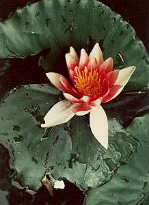 Water Lily Flower Study Color Deplechin Photo 1970