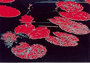 Water Lily Flower Study Color Solarisation Photo 1970