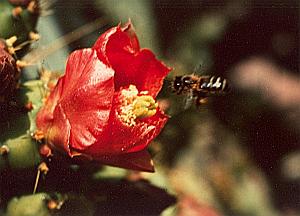 Cactus Red Flower Bee Study Color Deplechin Photo 1970