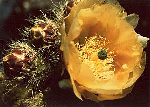 Yellow Flower Study Color Deplechin Photo 1970