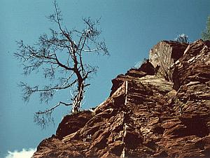 Dead Tree on Rocks Study Color Deplechin Photo 1970