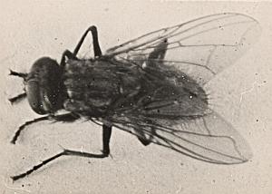 Fly Study France amateur old Snapshot Photo 1930