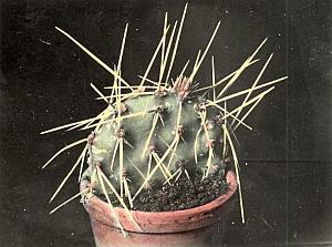 Plant Cactus Color Study Composition Snapshot 1935