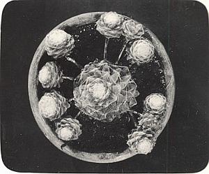 Plant Cactus Study Composition France Snapshot 1935