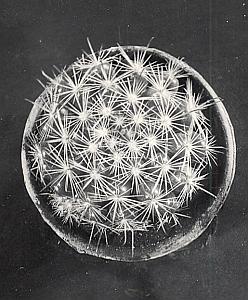 Plant Cactus Study Composition France Snapshot 1935