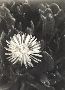 Plant Cactus Study Composition France Snapshot 1935